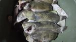 Satu Lagi Hewan Unik dari Timur Indonesia, Ikan Pasir!