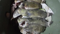 Biasanya ikan pasir Nabire ini ditangkap pada saat air surut. Ikan ini membenamkan diri dalam pasir perairan dangkal atau kolam genangan air. Untuk mencari ikan ini dibutuhkan pengetahuan khusus, dengan melihat tanda-tanda di permukaan pasir terdapat batu-batu karang kecil sebagai penanda sarang ikan ini.