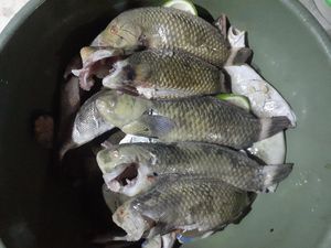 Satu Lagi Hewan Unik dari Timur Indonesia, Ikan Pasir!