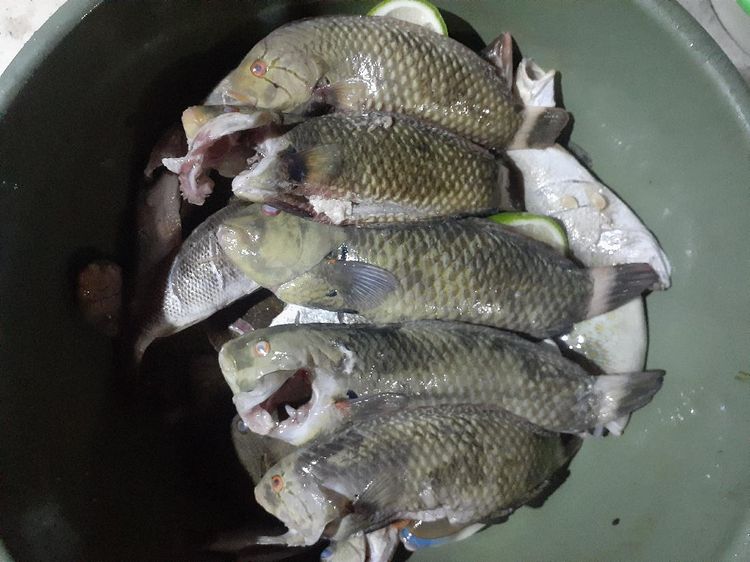 Satu Lagi Hewan Unik dari Timur Indonesia, Ikan Pasir!