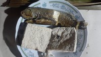 Disebut ikan pasir karena ikan ini suka bersembunyi dengan cara unik, suka membenamkan diri di dalam pasir saat ada predator. Ikan ini sebenarnya adalah ikan subtropis.