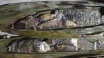 Satu Lagi Hewan Unik dari Timur Indonesia, Ikan Pasir!