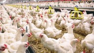 Balita China Terinfeksi Flu Burung H3N8, Kasus Pertama pada Manusia