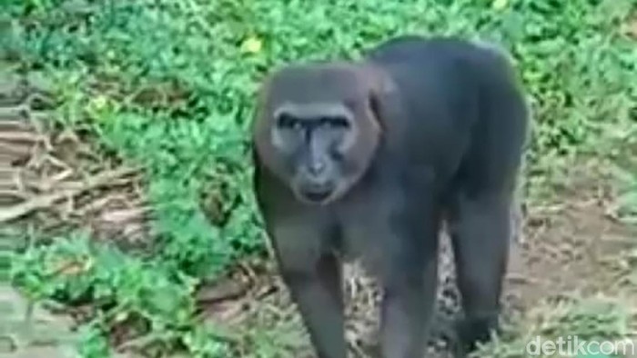 Kera liar masuk ke permukiman warga di Maros dan serang warga (Bakri/detikcom).
