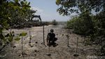 Menjaga Kelestarian Pantai Sejarah Lewat Aksi Tanam Mangrove