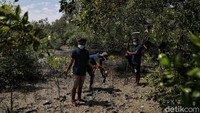 Seiring berjalannya waktu, Kabupaten Batubara mengalami pemekaran di tahun 2006 dan mengambil alih Pantai bersejarah ini. Dari sinilah, Azizi bersama kelompoknya bergerak untuk menanam mangrove agar ekosistem yang ada di Pantai Perupuk bisa kembali seperti semula.