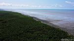 Menjaga Kelestarian Pantai Sejarah Lewat Aksi Tanam Mangrove