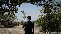 Kegiatan menanam pohon mangrove sudah dilakukan Kelompok Tani Cinta Mangrove Kabupaten Batu Bara sejak tahun 2004 lalu.