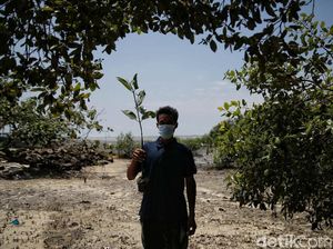 Menjaga Kelestarian Pantai Sejarah Lewat Aksi Tanam Mangrove