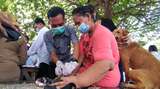 Bocah Tewas Digigit Anjing, Ratusan Peliharaan Warga di Medan Divaksin Rabies
