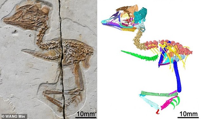 Fosil burung dinosaurus