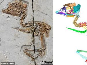 Ajaib, Hewan Ini Setengah Burung Setengah Dinosaurus