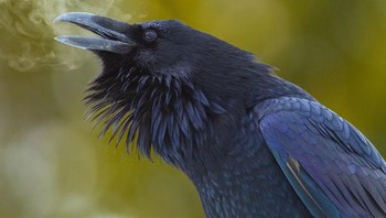 Beginilah saat burung gagak bernafas. Foto: Brightside