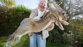 Darius, kelinci terbesar di dunia. Foto: Brightside