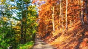 Penampakan hutan musim gugur seolah sedang berganti warna. Foto: Brightside