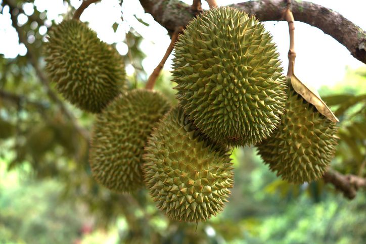 gegara petik durian sembarang, 11 orang ditangap polisi