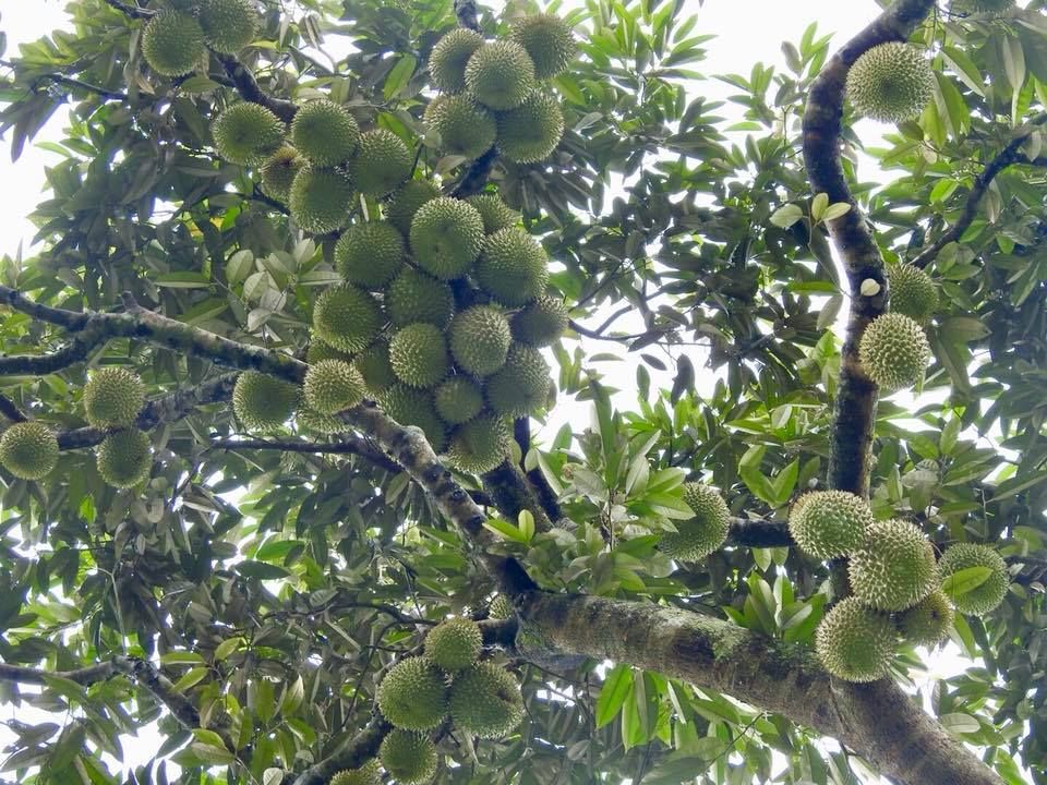 gegara petik durian sembarang, 11 orang ditangap polisi