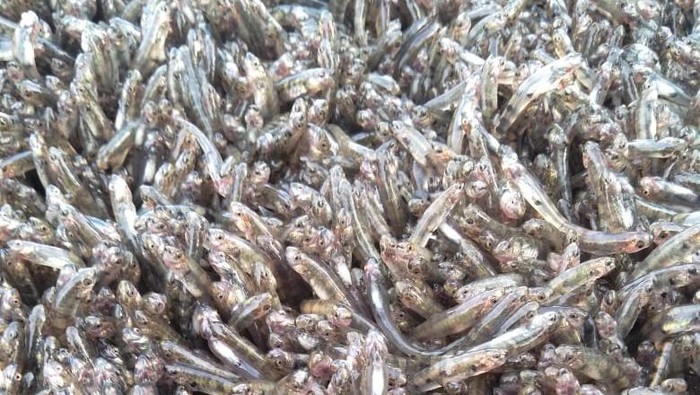 Ikan nasi Nabire