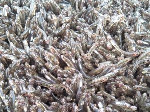 Ikan Nasi Nabire, Ikan yang Kedatangannya Ditandai Geledek dan Gerimis