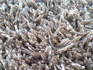 Ikan Nasi Nabire, Ikan yang Kedatangannya Ditandai Geledek dan Gerimis