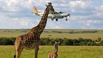 Jerapah menginspeksi pesawat. Foto: dok illumeably