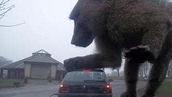 King Kong hidup kembali. Foto: dok illumeably