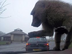 Ilusi Optik di Kehidupan Nyata yang Mengelabui Mata