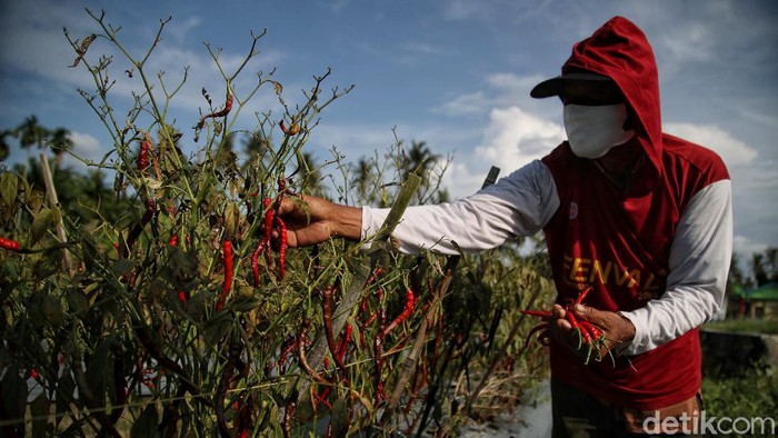 Mengenal Desa Lubuk Cuik Penghasil Cabai Terbaik di Sumut Sejumlah petani memanen cabai di kawasan Desa Lubuk Cuik Kecamatan Lima Puluh Pesisir, Kabupaten Batu Bara, Sumatera Utara, Selasa (15/6).