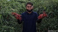 Salah satu petani cabai yang juga Ketua Kelompok Tani Makmur, Salidi. Ia mengatakan awalnya Desa Lubuk Cuik adalah sentra penanaman padi yang kemudian dicoba-coba untuk ditanami cabai.