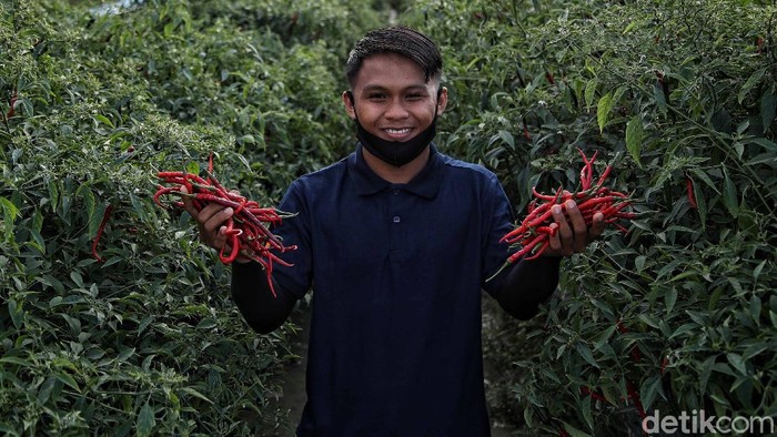 Sejumlah petani memanen cabai di kawasan Desa Lubuk Cuik Kecamatan Lima Puluh Pesisir, Kabupaten Batu Bara, Sumatera Utara, Selasa (15/6).