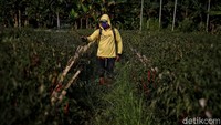 Ia menceritakan petani saat ini mencari cara untuk menanam tanaman palawija lain ketika masa panen padi sudah berakhir. Sayangnya, saat itu tanaman palawija tidak berhasil dengan maksimal.