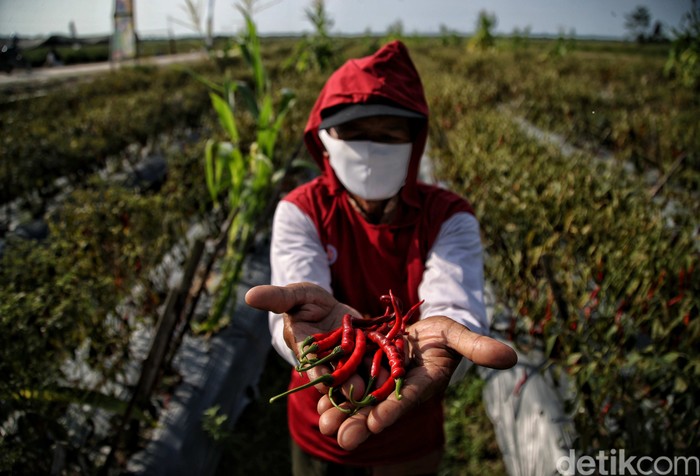 Sejumlah petani memanen cabai di kawasan Desa Lubuk Cuik Kecamatan Lima Puluh Pesisir, Kabupaten Batu Bara, Sumatera Utara, Selasa (15/6).