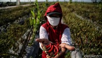 Salidi melanjutkan dibilang sukses menanam berbagai macam tanaman, para petani pun mencoba untuk menanam cabai. Hasilnya adalah kini Desa Lubuk Cuik menjadi salah satu lumbung cabai terbesar di Sumatera Utara.