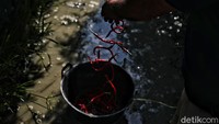 “Pada akhirnya desa-desa lain mengikuti menanam cabai juga seperti Desa Pematang Tengah, Desa Gambus Laut, Desa Perupuk, mereka belajar dari desa sinilah. Sampai menyentuh 500 ha lahan yang dijadikan untuk menanam cabai,” ujarnya.