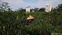 Salah satu desa yang berjarak 120 KM dari Kota Medan, Sumatera Utara bisa dikatakan menjadi salah satu lumbung cabai terbesar di Sumatera Utara. Bagaimana tidak, dengan lahan seluas 85 hektar, desa ini mampu menghasilkan 18 ton cabai per hari.