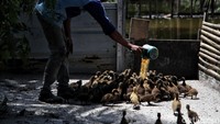 Kini beliau telah menjadi seorang pengusaha ternak dan telur bebek dengan memanfaatkkan limbah kantin Inalum sebagai pakan bebek. 