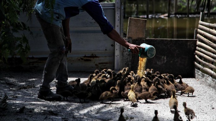 Mengenal si Untung, Sang Pengusaha yang Memanfaatkan Limbah Organik Dedi Syahputra alias Untung memberi pakan bebek di kawasan Desa Kuala Tanjung, Sei Suka, Kabupaten Batu Bara, Sumatera Utara, Senin (14/6).