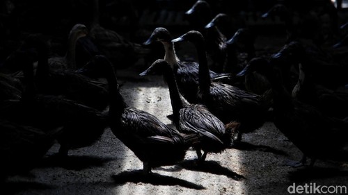 Dedi Syahputra alias Untung memberi pakan bebek di kawasan Desa Kuala Tanjung, Sei Suka, Kabupaten Batu Bara, Sumatera Utara, Senin (14/6).