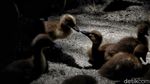 Mengenal si Untung, Sang Pengusaha yang Memanfaatkan Limbah Organik