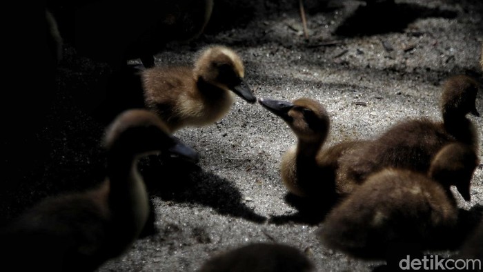 Dedi Syahputra alias Untung memberi pakan bebek di kawasan Desa Kuala Tanjung, Sei Suka, Kabupaten Batu Bara, Sumatera Utara, Senin (14/6).