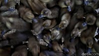 Sehingga biaya yang dikeluarkan cukup banyak untuk sekali makan 200 ekor bebek.