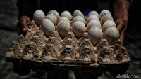 Menurut pengakuan beliau, setelah beliau memberikan sisa makanan organik untuk pakan bebek jumlah produksi telur semakin meningkat dari 60 butir menjadi 160 butir perhari. 