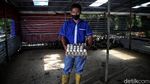 Mengenal si Untung, Sang Pengusaha yang Memanfaatkan Limbah Organik