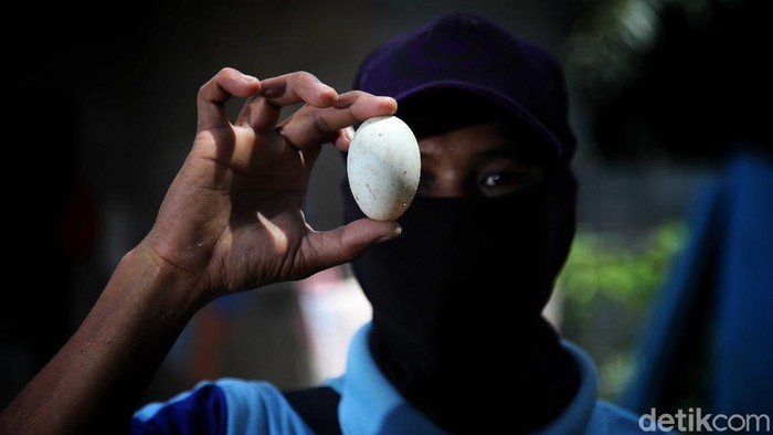 Dedi Syahputra alias Untung memberi pakan bebek di kawasan Desa Kuala Tanjung, Sei Suka, Kabupaten Batu Bara, Sumatera Utara, Senin (14/6).