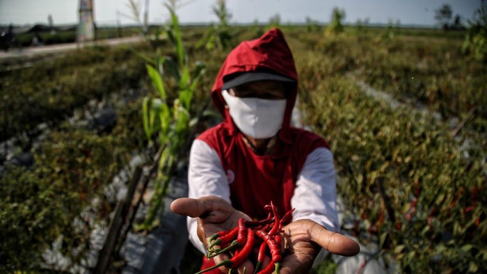 Desa Lubuk Cuik, Kecamatan Lima Puluh Pesisir, Kabupaten Batu Bara, jadi sentra produksi cabai di Sumatera Utara.