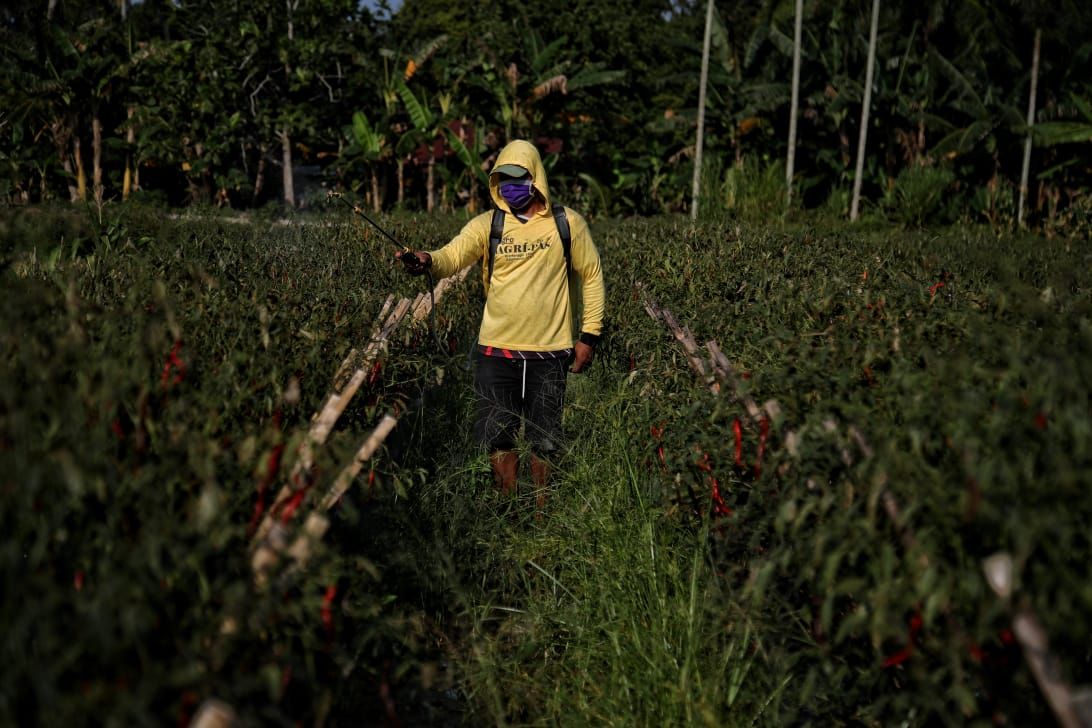 Desa Lubuk Cuik, Kecamatan Lima Puluh Pesisir, Kabupaten Batu Bara, jadi sentra produksi cabai di Sumatera Utara.