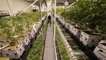 Selain Meksiko, 14 Negara Ini Resmi Legalkan Ganja