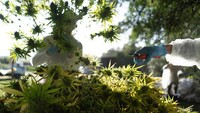 Siprus, negara pulau di bagian Eropa ini melegalkan kepemilikan ganja, namun maksimal sampai 15 gram saja. Selain itu, diperbolehkan untuk menanam ganja maksimal hingga 5 batang pohon. Ana Ferreira/Bloomberg via Getty Images.