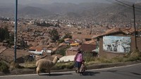 Pemerintah Peru melegalkan kepemilikan ganja. Namun hanya sampai batas 8 gram saja. Toleransi ini hanya diberikan kepada ganja dan tidak kepada narkotika jenis lain. Dan Kitwood/Getty Images.