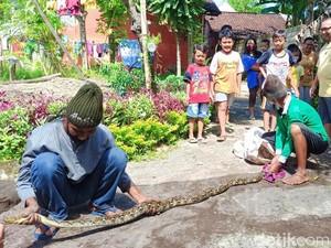 Warga Banyuwangi Tangkap Piton 2,5 Meter, Muntahkan Ayam Saat Dijerat